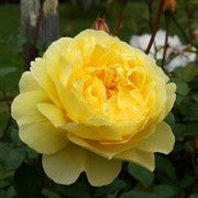 The Poet's Wife - David Austin - (bare rooted)