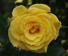 The High Life, Climbing Rose