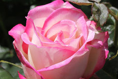 The Sisters Rose - Hybrid Tea (bare rooted)