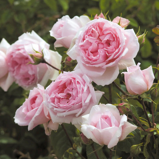 The Wedgwood (Ausjosiah) David Austin Climbing Rose