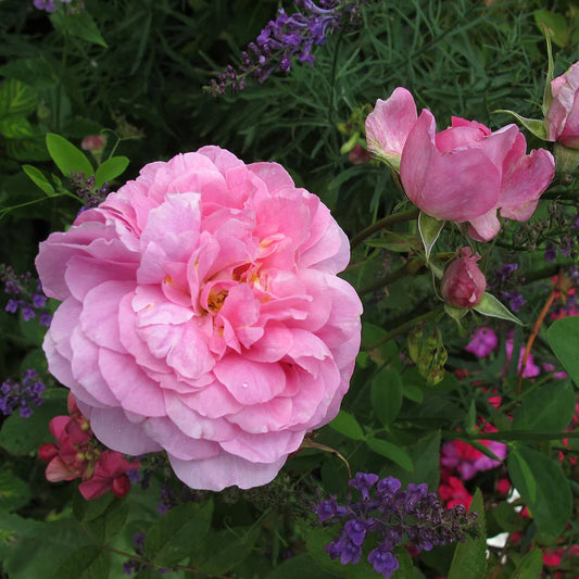 The Mayflower David Austin Bush Rose