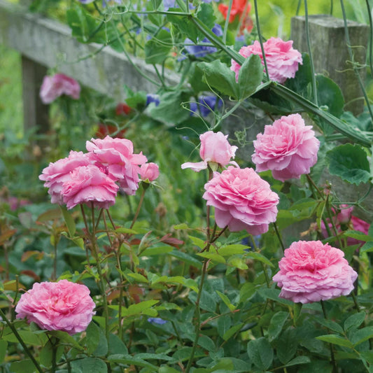 The Mayflower David Austin Bush Rose