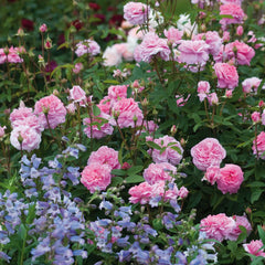 The Mayflower David Austin Bush Rose (bare-rooted)