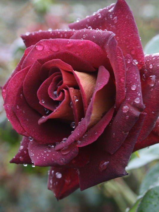 The RSL Rose - Hybrid Tea Rose (bare rooted)