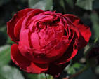 Traviata™ Hybrid Tea New Release Bush Rose (Bareroot)