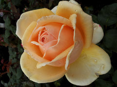 Valencia - Hybrid Tea Rose
