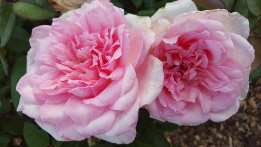 Violina - Hybrid Tea Rose (bare rooted)