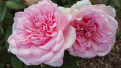 Violina - Hybrid Tea Rose (bare rooted)