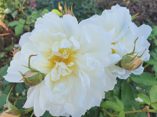 Vanessa Bell (Auseasel) - David Austin - Shrub Rose