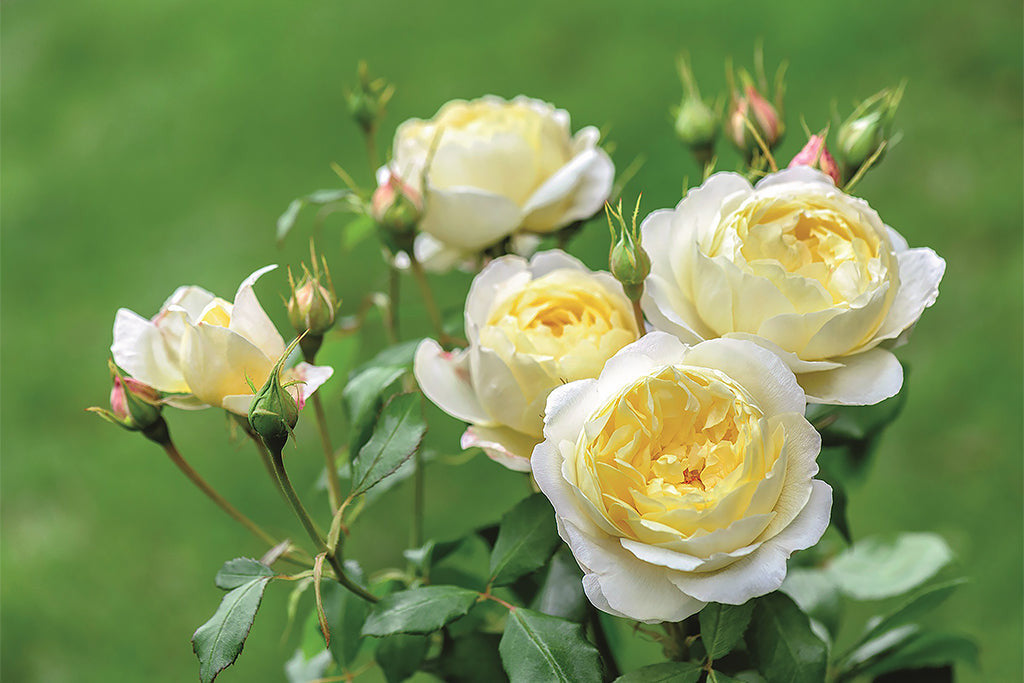 Vanessa Bell (Auseasel) - David Austin - Shrub Rose