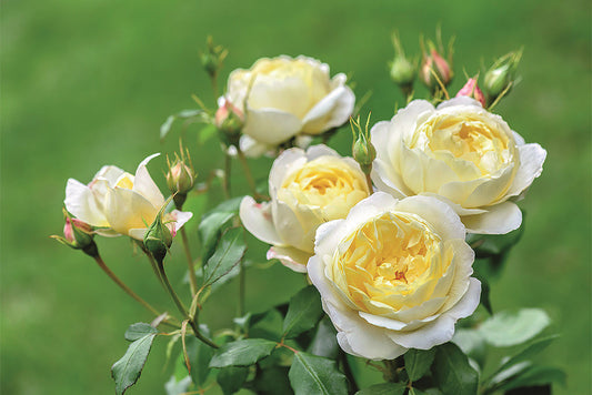 Vanessa Bell (Auseasel) - David Austin - Shrub Rose