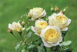 Vanessa Bell (Auseasel) - David Austin - Shrub Rose