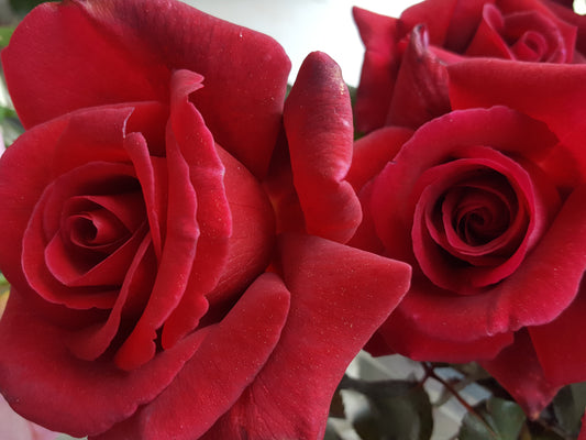 Veterans Honour/City Of Newcastle New Release Hybrid Tea Bush Rose