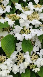 Viburnum plicatum tomentosum Japanese Snowball
