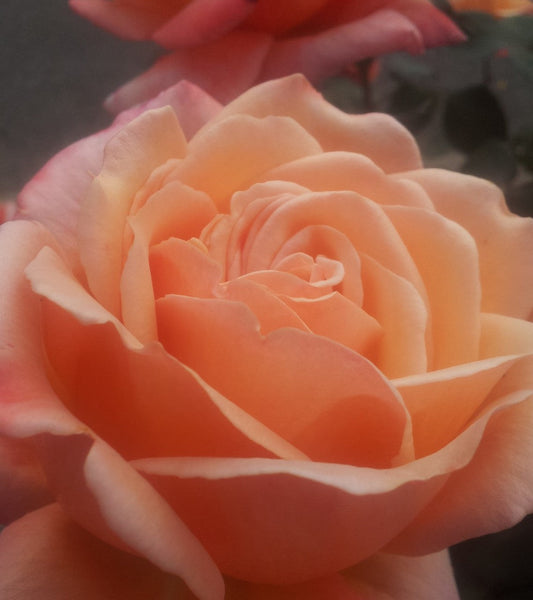 Warm Wishes (bare rooted)
