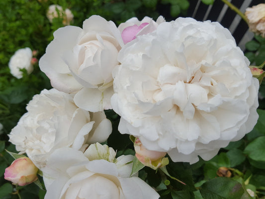 Winchester Cathedral - Bush Rose