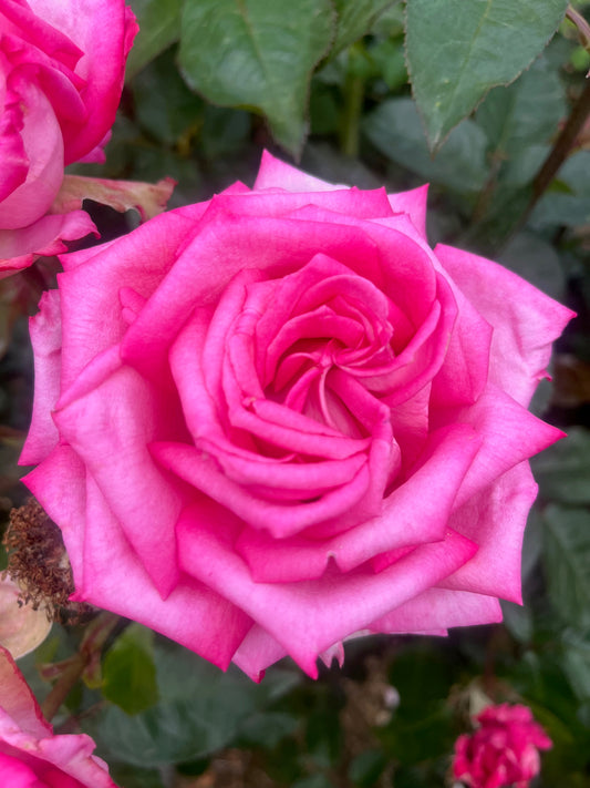 Wedding Bells New Release Hybrid Tea 2ft patio standard