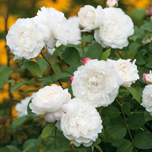 William & Catherine David Austin Bush Rose