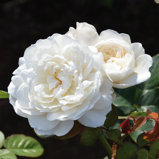 William & Catherine David Austin Bush Rose