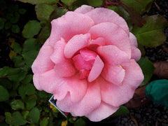 Zepherine Drouhin - Old Fashioned Climbing Rose (bare rooted)