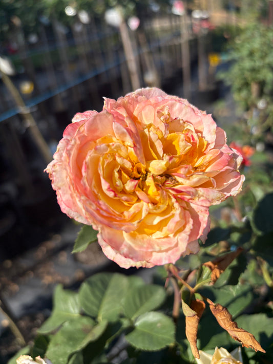 A Blooming Miracle New Release Hybrid Tea 2ft patio standard