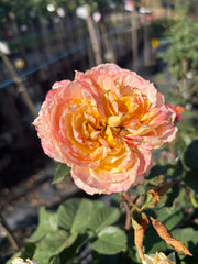 A Blooming Miracle New Release Hybrid Tea 2ft patio standard