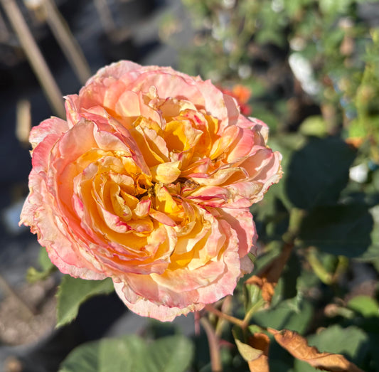 A Blooming Miracle New Release Hybrid Tea 2ft patio standard