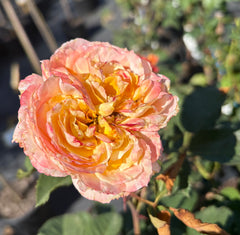 A Blooming Miracle New Release Hybrid Tea 2ft patio standard