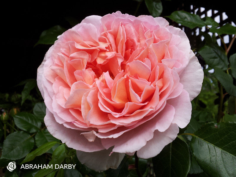 Abraham Darby David Austin Rose (Bareroot)