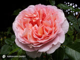 Abraham Darby David Austin Rose