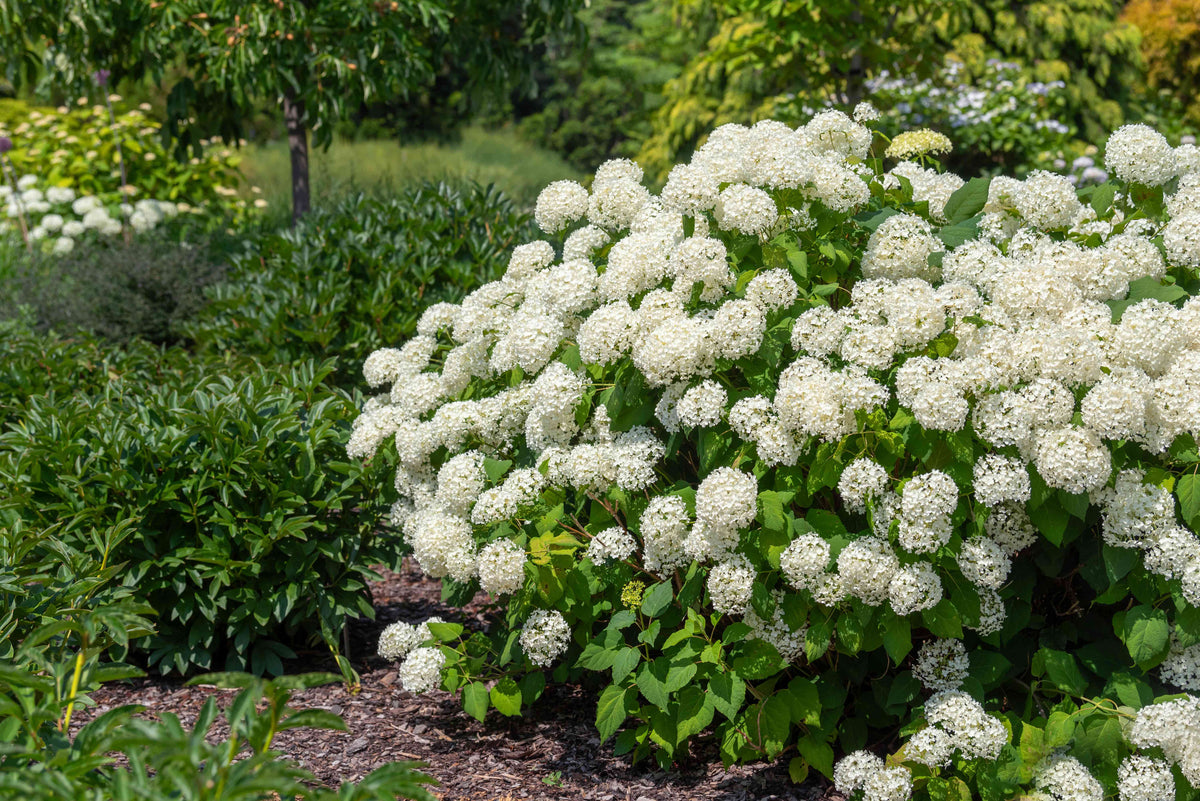 Hydrangea arborescens Annabelle 