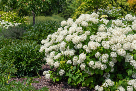 Hydrangea arborescens Annabelle 
