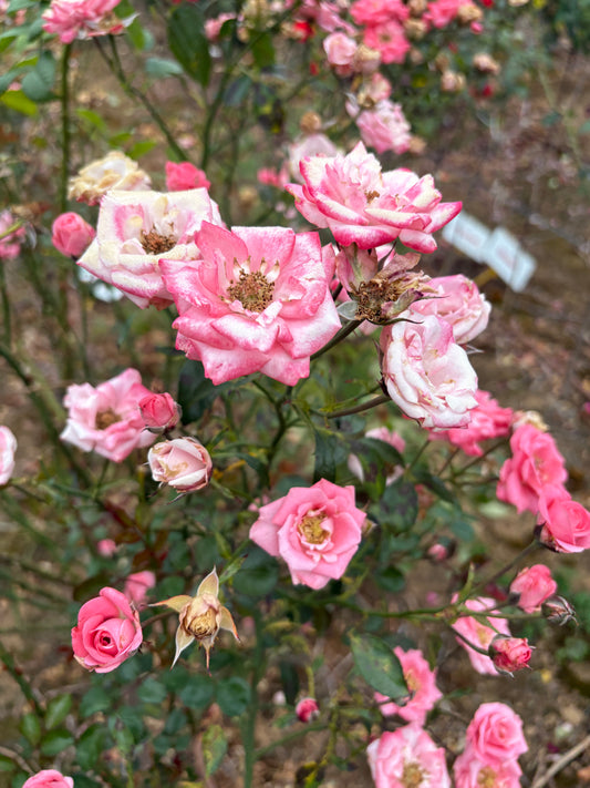 Bella Rosa Floribunda 2ft patio standard