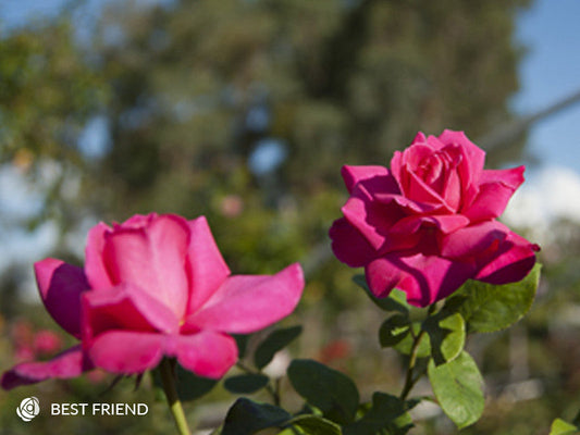 Best Friend - Hybrid Tea Rose