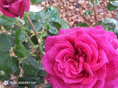 Blackberry Nip (Bare-rooted)