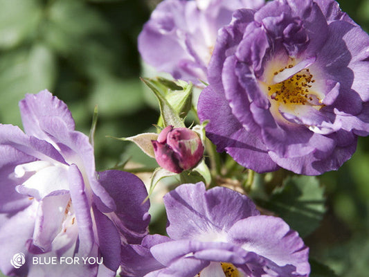Blue For You - Modern Shrub