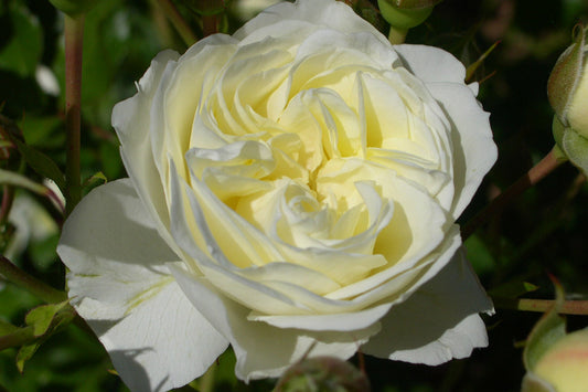 Pierre De Ronsard Blushing (Climbing) (Bareroot)