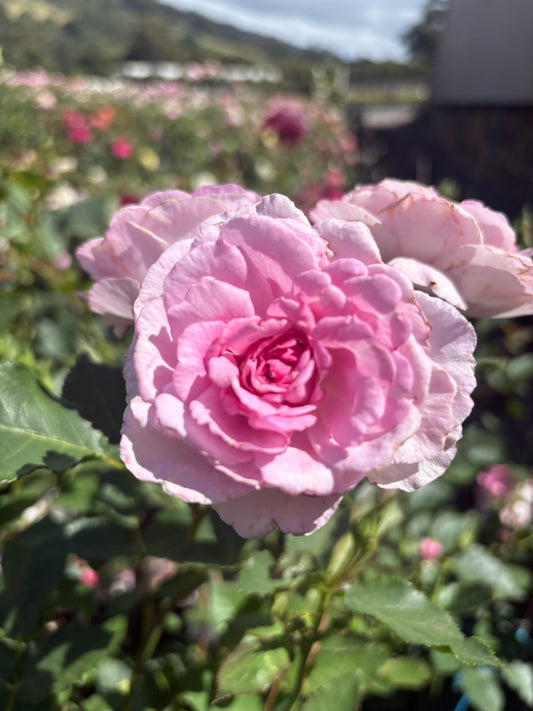 Bonnie Babes New Release Floribunda 2ft patio standard