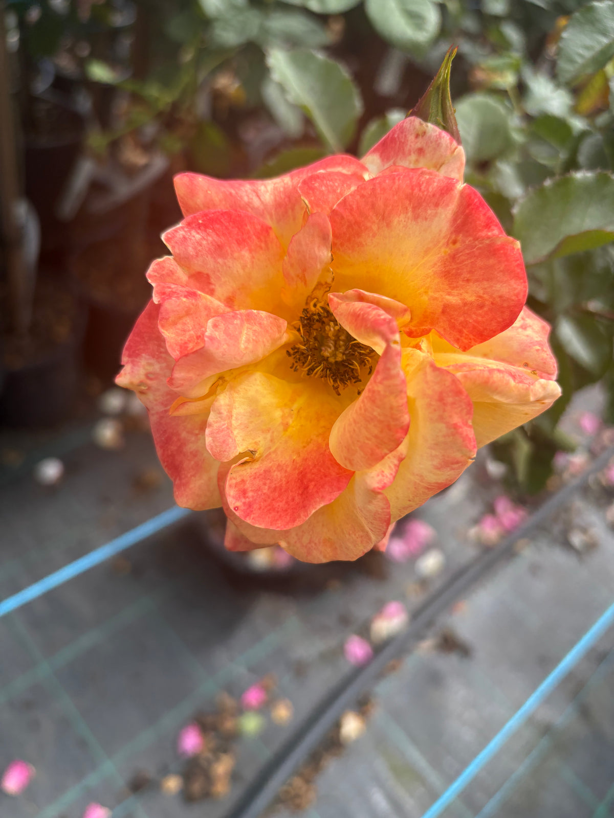 Bright Smiles - 2ft Patio Standard