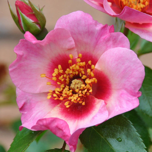 Bright As A Button - Modern Shrub (bare rooted)