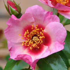Bright As A Button - Modern Shrub (bare rooted)