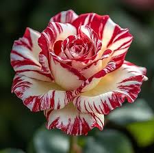 Candy Cane (Bareroot)