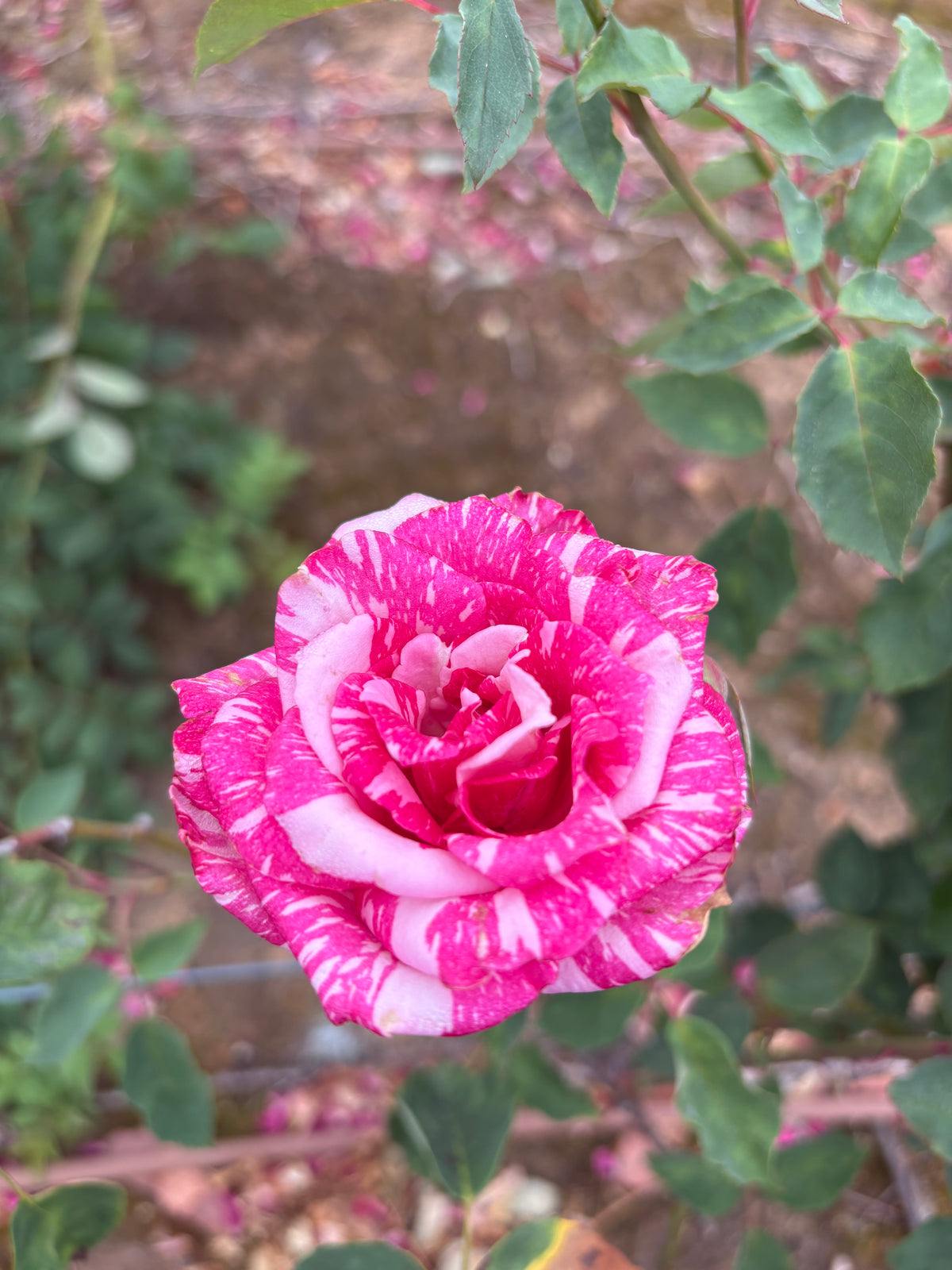 Candy Stripe Hybrid Tea 2ft standard patio
