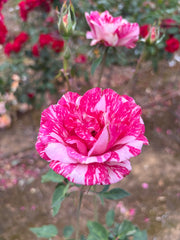 Candy Stripe Hybrid Tea Bush Rose