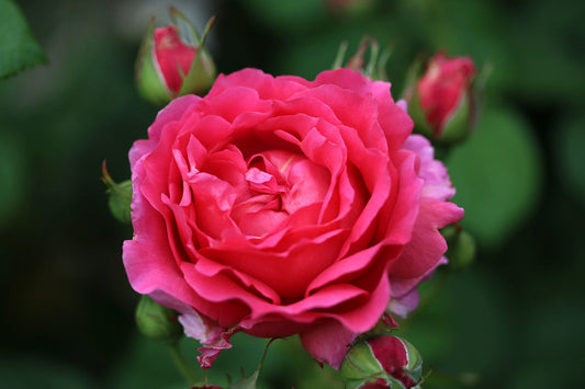 Child's Love - Modern Shrub