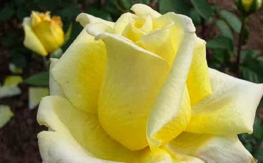 Close to you Bareroot
