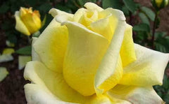 Close To You - Hybrid Tea Rose