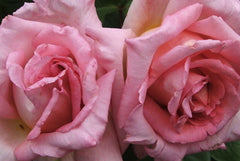 Compassion - Climbing Rose