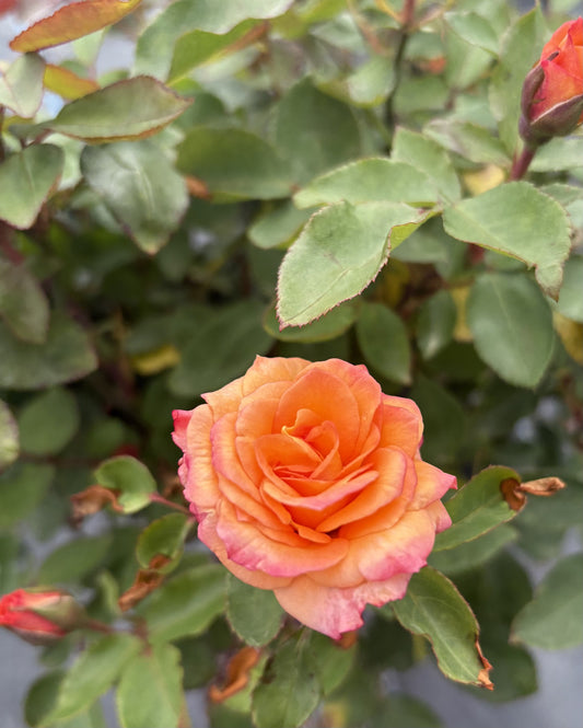 Copper Gem Hybrid Tea 2ft patio standard