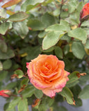 Copper Gem Hybrid Tea 2ft patio standard